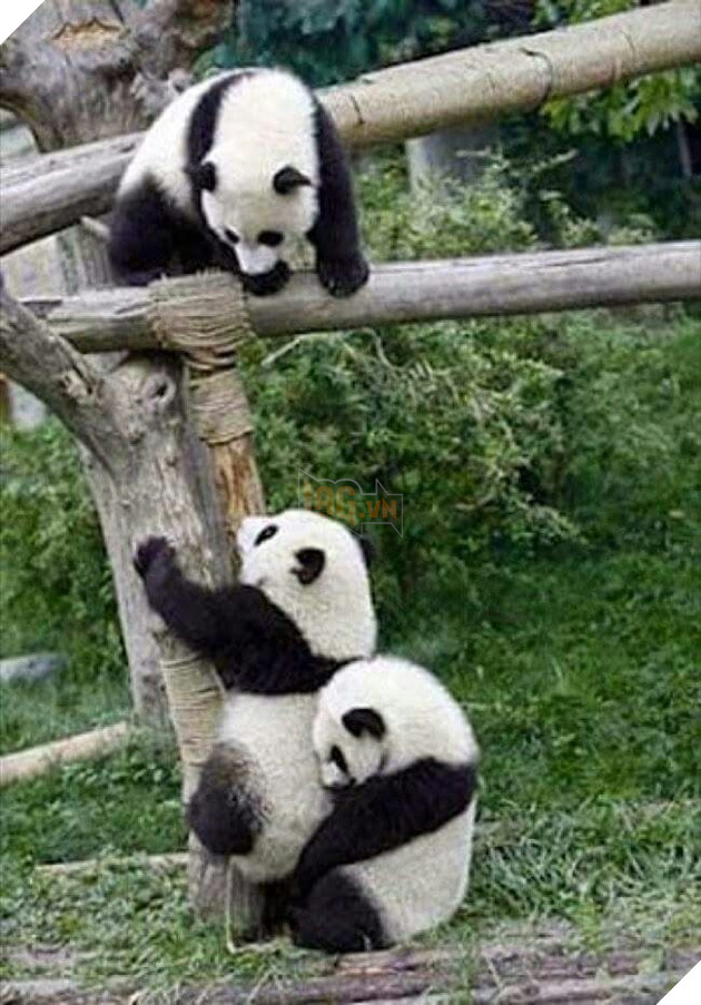 Những màn song kiếm hợp bích của thánh pets khiến dân mạng cười muốn nhức nách  2