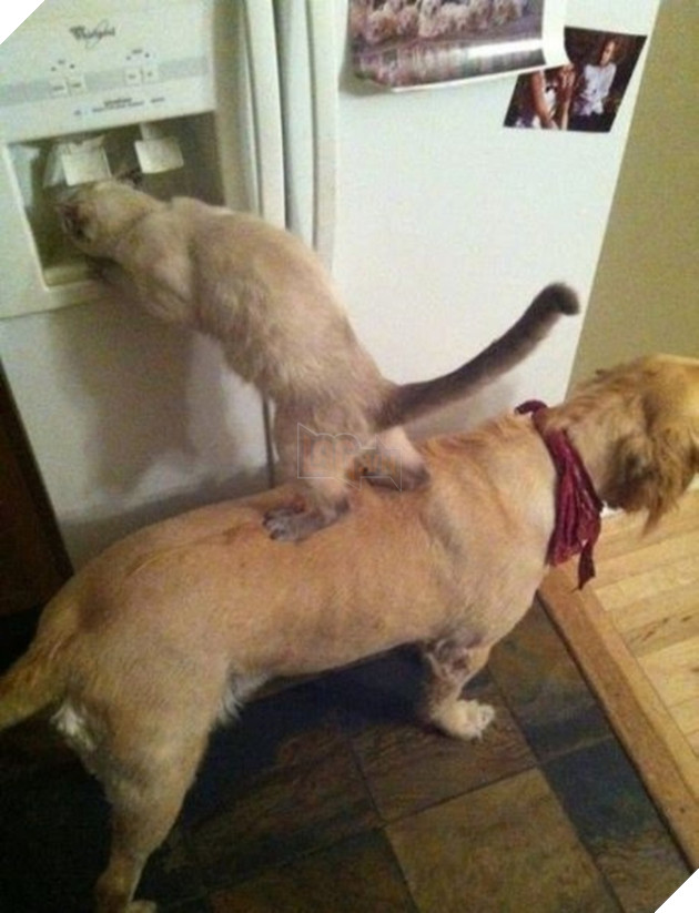 Những màn song kiếm hợp bích của thánh pets khiến dân mạng cười muốn nhức nách  3