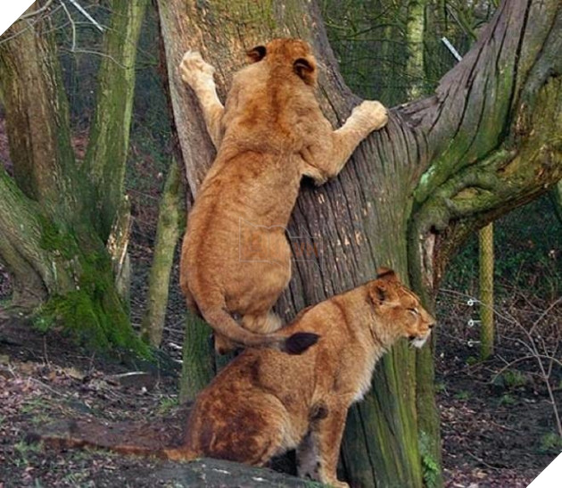 Những màn song kiếm hợp bích của thánh pets khiến dân mạng cười muốn nhức nách  6