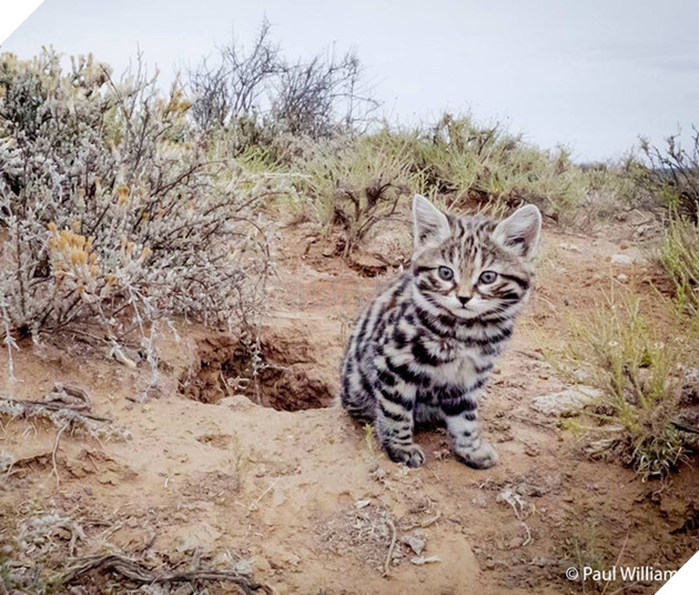 Loài mèo nguy hiểm nhất thế giới: Sát thủ đích thực đằng sau vẻ ngây thơ vô tội