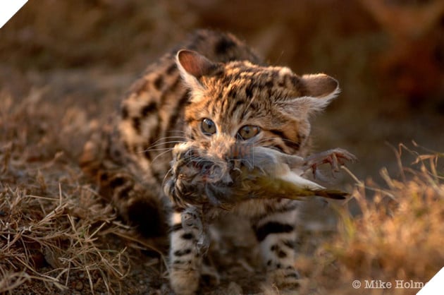 Loài mèo nguy hiểm nhất thế giới: Sát thủ đích thực đằng sau vẻ ngây thơ vô tội 3