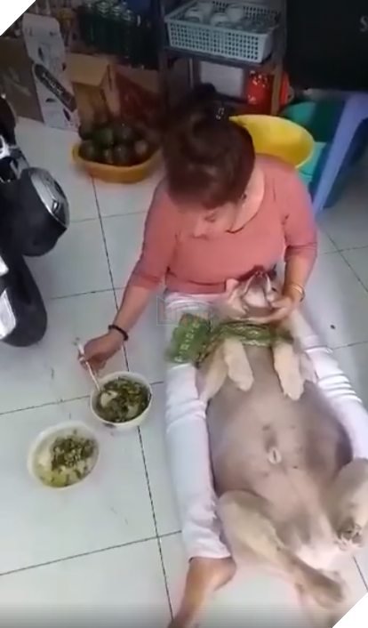  Chết cười với hình ảnh boss lười chảy thây , thà nhịn đói còn hơn ăn cơm mà không có người đút 2