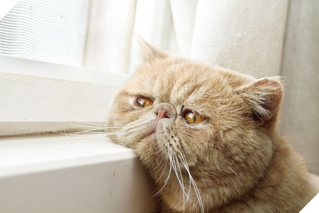 Loạt ảnh quàng thượng bên ô cửa sổ khiến không ít con sen phải trụy tim vì quá deep  3