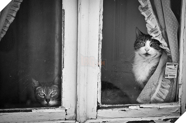 Loạt ảnh quàng thượng bên ô cửa sổ khiến không ít con sen phải trụy tim vì quá deep  5