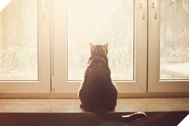 Loạt ảnh quàng thượng bên ô cửa sổ khiến không ít con sen phải trụy tim vì quá deep  6