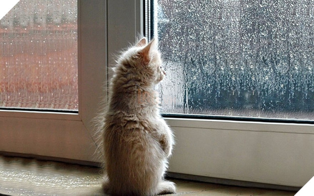 Loạt ảnh quàng thượng bên ô cửa sổ khiến không ít con sen phải trụy tim vì quá deep  9