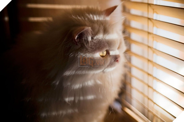 Loạt ảnh quàng thượng bên ô cửa sổ khiến không ít con sen phải trụy tim vì quá deep  11