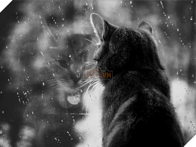 Loạt ảnh quàng thượng bên ô cửa sổ khiến không ít con sen phải trụy tim vì quá deep  14