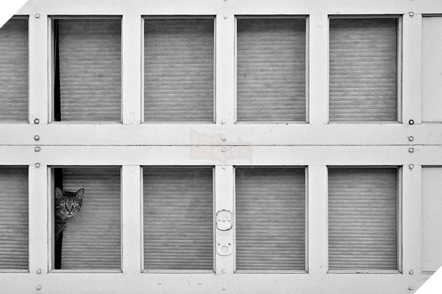 Loạt ảnh quàng thượng bên ô cửa sổ khiến không ít con sen phải trụy tim vì quá deep  15