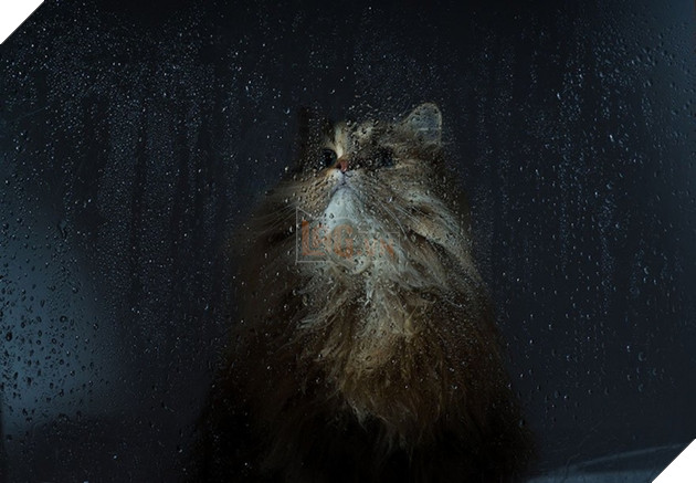 Loạt ảnh quàng thượng bên ô cửa sổ khiến không ít con sen phải trụy tim vì quá deep  16