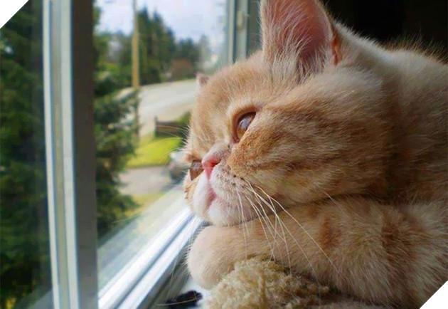 Loạt ảnh quàng thượng bên ô cửa sổ khiến không ít con sen phải trụy tim vì quá deep  18