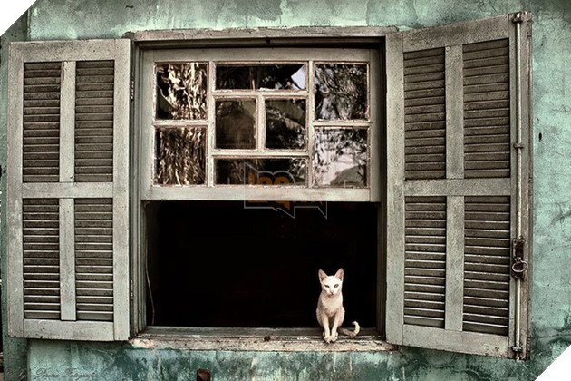 Loạt ảnh quàng thượng bên ô cửa sổ khiến không ít con sen phải trụy tim vì quá deep  19