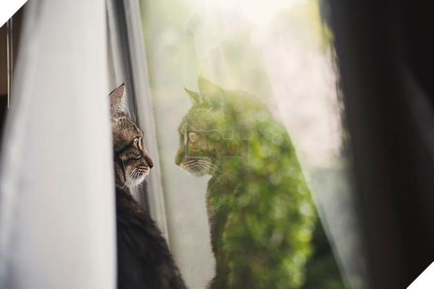 Loạt ảnh quàng thượng bên ô cửa sổ khiến không ít con sen phải trụy tim vì quá deep  20