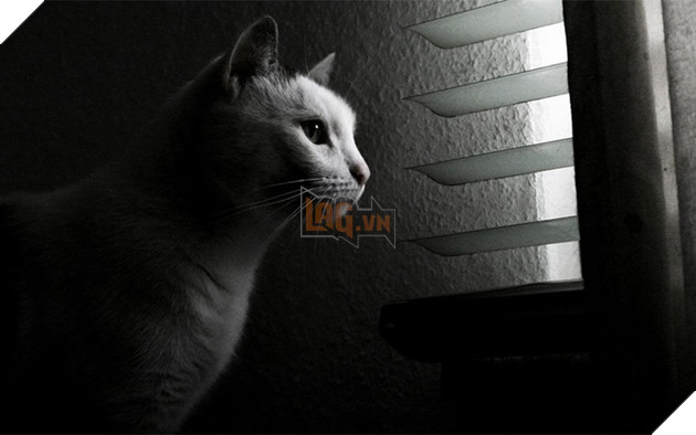 Loạt ảnh quàng thượng bên ô cửa sổ khiến không ít con sen phải trụy tim vì quá deep  22