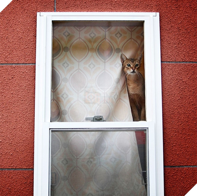 Loạt ảnh quàng thượng bên ô cửa sổ khiến không ít con sen phải trụy tim vì quá deep  23