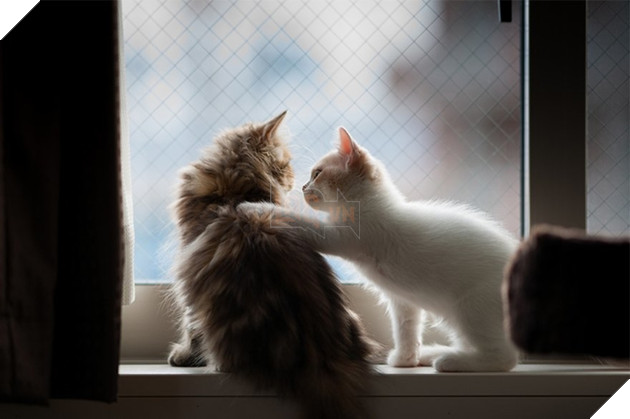 Loạt ảnh quàng thượng bên ô cửa sổ khiến không ít con sen phải trụy tim vì quá deep  24