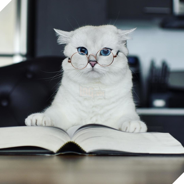  Lạc lối trước đôi mắt quyến rũ và hút hồn của các boss mèo , liệu có sen nào cưỡng nổi?