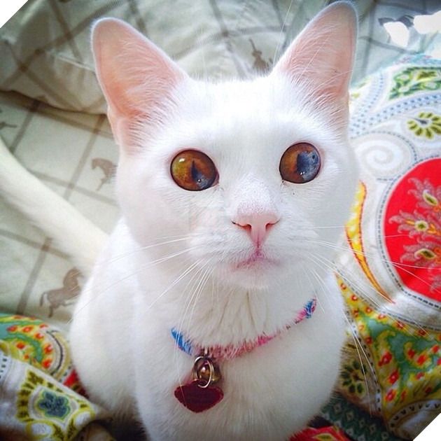  Lạc lối trước đôi mắt quyến rũ và hút hồn của các boss mèo , liệu có sen nào cưỡng nổi? 2