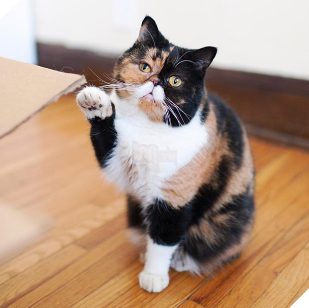  Lạc lối trước đôi mắt quyến rũ và hút hồn của các boss mèo , liệu có sen nào cưỡng nổi? 3