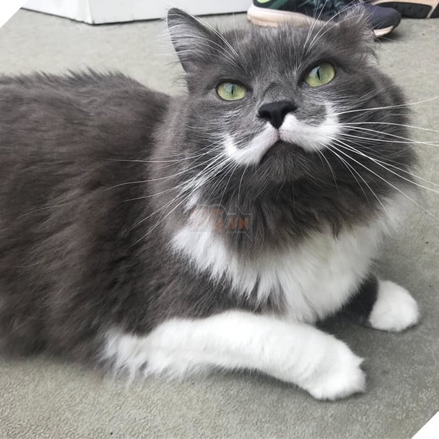  Lạc lối trước đôi mắt quyến rũ và hút hồn của các boss mèo , liệu có sen nào cưỡng nổi? 4