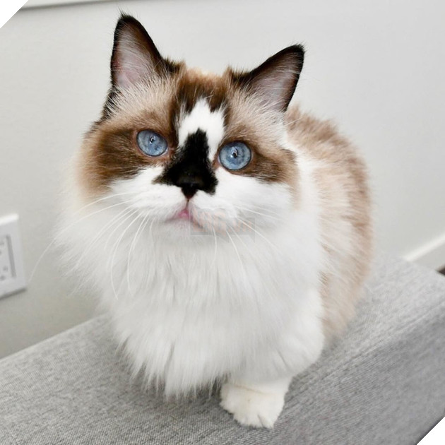  Lạc lối trước đôi mắt quyến rũ và hút hồn của các boss mèo , liệu có sen nào cưỡng nổi? 5