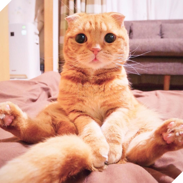  Lạc lối trước đôi mắt quyến rũ và hút hồn của các boss mèo , liệu có sen nào cưỡng nổi? 6