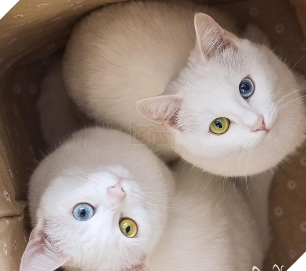  Lạc lối trước đôi mắt quyến rũ và hút hồn của các boss mèo , liệu có sen nào cưỡng nổi? 7