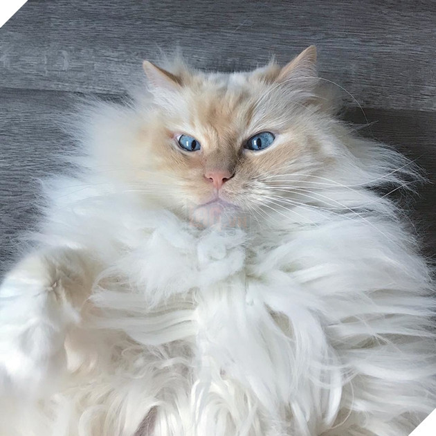  Lạc lối trước đôi mắt quyến rũ và hút hồn của các boss mèo , liệu có sen nào cưỡng nổi? 8