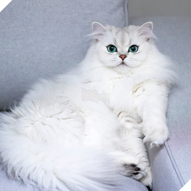  Lạc lối trước đôi mắt quyến rũ và hút hồn của các boss mèo , liệu có sen nào cưỡng nổi? 10