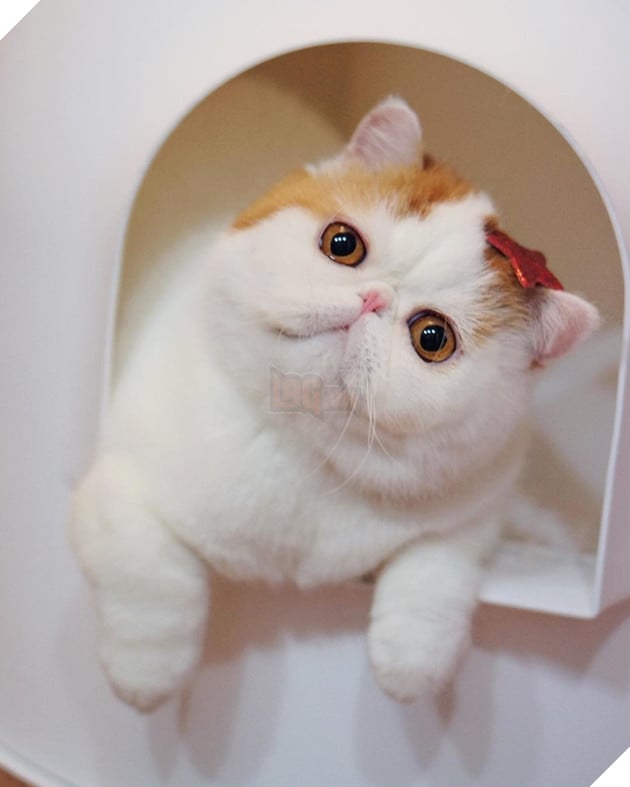  Lạc lối trước đôi mắt quyến rũ và hút hồn của các boss mèo , liệu có sen nào cưỡng nổi? 11