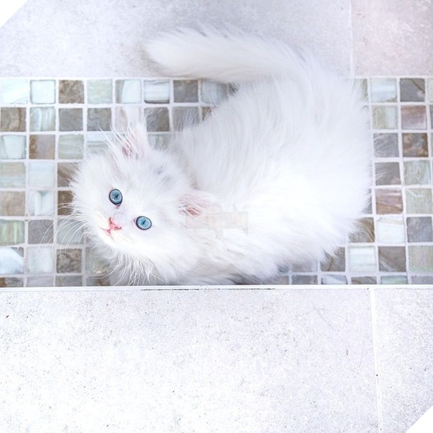  Lạc lối trước đôi mắt quyến rũ và hút hồn của các boss mèo , liệu có sen nào cưỡng nổi? 12