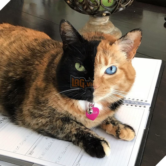  Lạc lối trước đôi mắt quyến rũ và hút hồn của các boss mèo , liệu có sen nào cưỡng nổi? 13