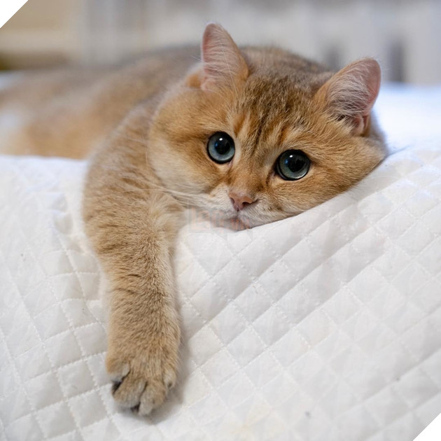  Lạc lối trước đôi mắt quyến rũ và hút hồn của các boss mèo , liệu có sen nào cưỡng nổi? 14