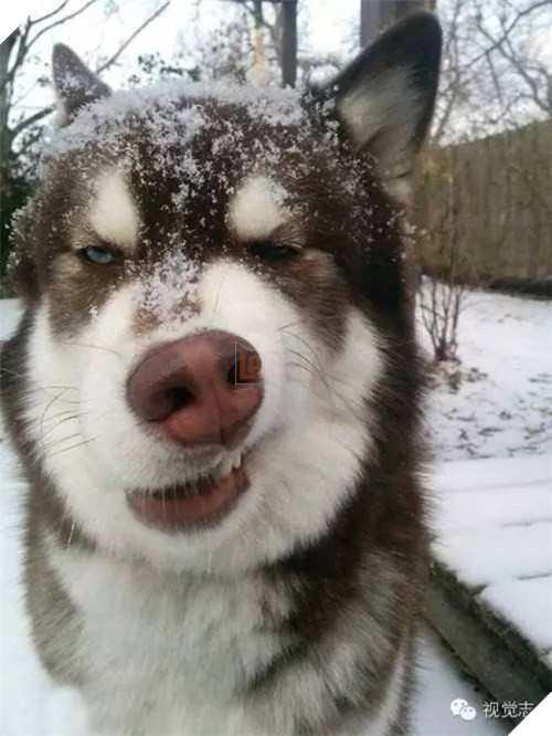  Cười rụng rốn trước 50 sắc thái biểu cảm chẳng giống ai của trùm ngáo Husky 4