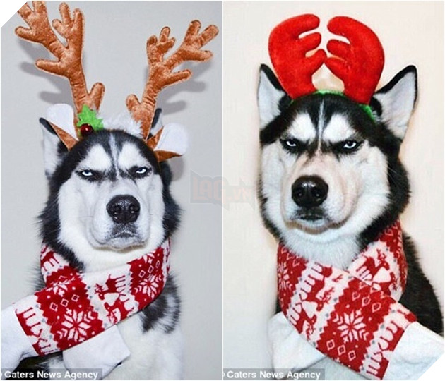  Cười rụng rốn trước 50 sắc thái biểu cảm chẳng giống ai của trùm ngáo Husky 6