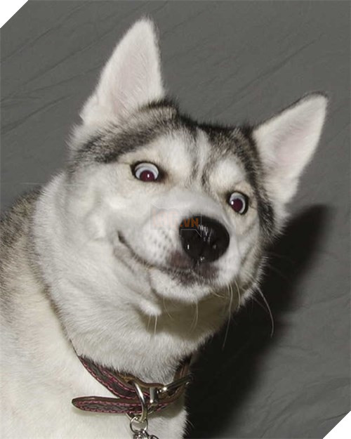  Cười rụng rốn trước 50 sắc thái biểu cảm chẳng giống ai của trùm ngáo Husky 7