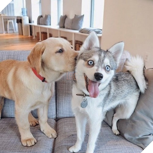  Cười rụng rốn trước 50 sắc thái biểu cảm chẳng giống ai của trùm ngáo Husky 8