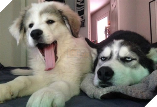  Cười rụng rốn trước 50 sắc thái biểu cảm chẳng giống ai của trùm ngáo Husky 9