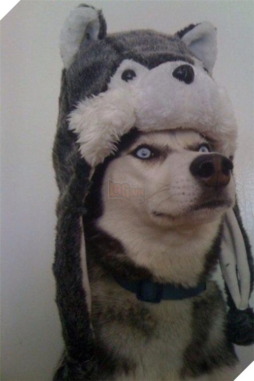  Cười rụng rốn trước 50 sắc thái biểu cảm chẳng giống ai của trùm ngáo Husky 10