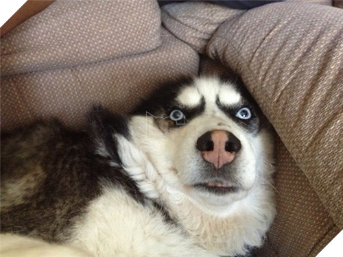  Cười rụng rốn trước 50 sắc thái biểu cảm chẳng giống ai của trùm ngáo Husky 11