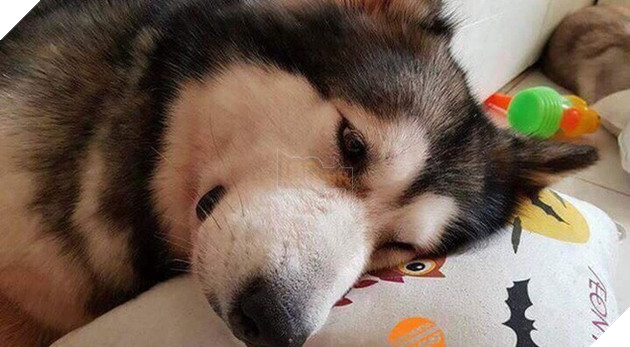  Cười rụng rốn trước 50 sắc thái biểu cảm chẳng giống ai của trùm ngáo Husky 12