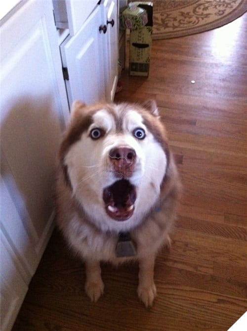  Cười rụng rốn trước 50 sắc thái biểu cảm chẳng giống ai của trùm ngáo Husky 15