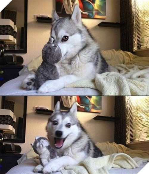  Cười rụng rốn trước 50 sắc thái biểu cảm chẳng giống ai của trùm ngáo Husky 16