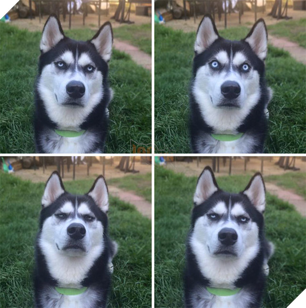  Cười rụng rốn trước 50 sắc thái biểu cảm chẳng giống ai của trùm ngáo Husky 18