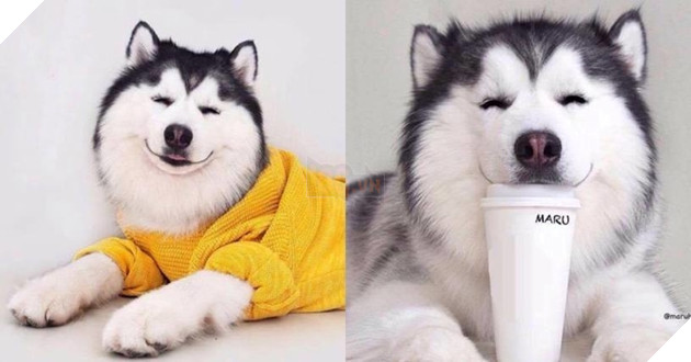  Cười rụng rốn trước 50 sắc thái biểu cảm chẳng giống ai của trùm ngáo Husky