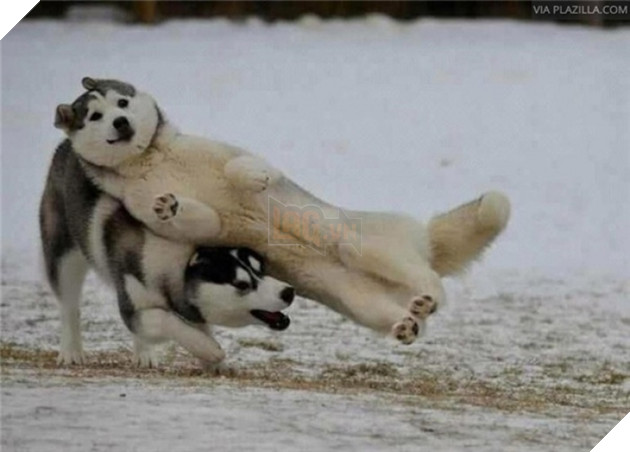  Cười rụng rốn trước 50 sắc thái biểu cảm chẳng giống ai của trùm ngáo Husky 19