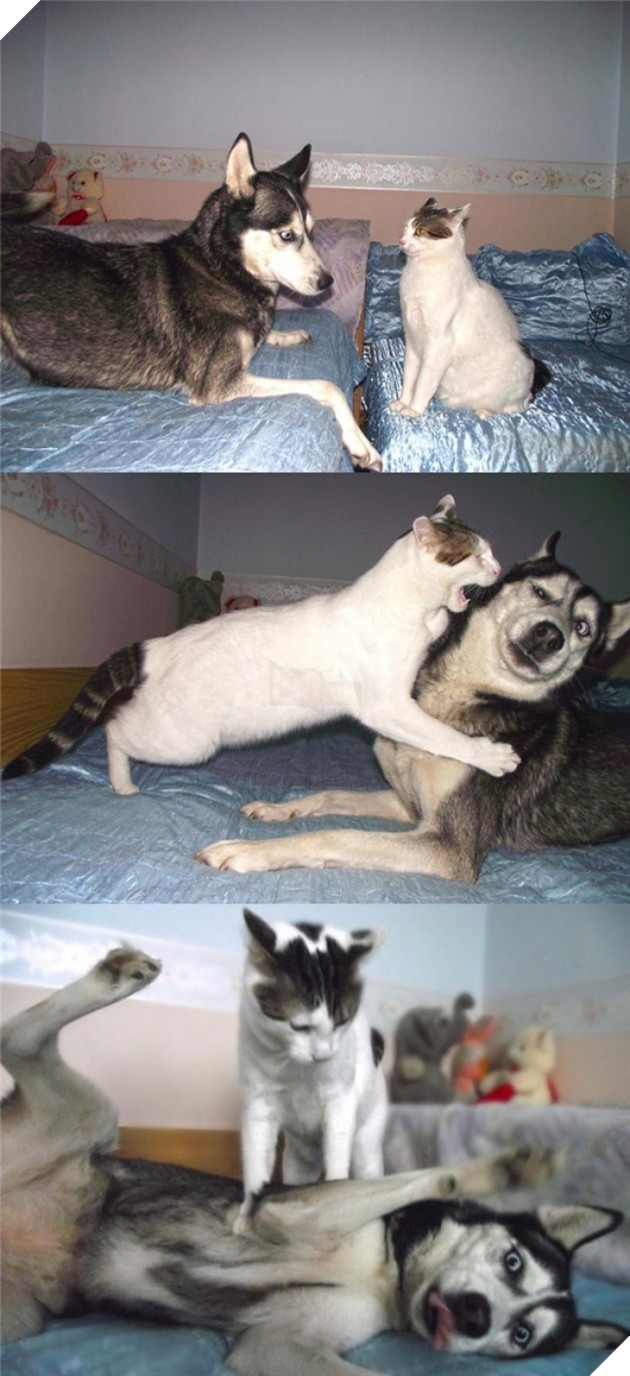  Cười rụng rốn trước 50 sắc thái biểu cảm chẳng giống ai của trùm ngáo Husky 20