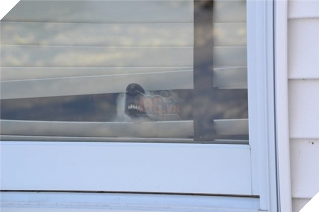  Cười rụng rốn trước 50 sắc thái biểu cảm chẳng giống ai của trùm ngáo Husky 5