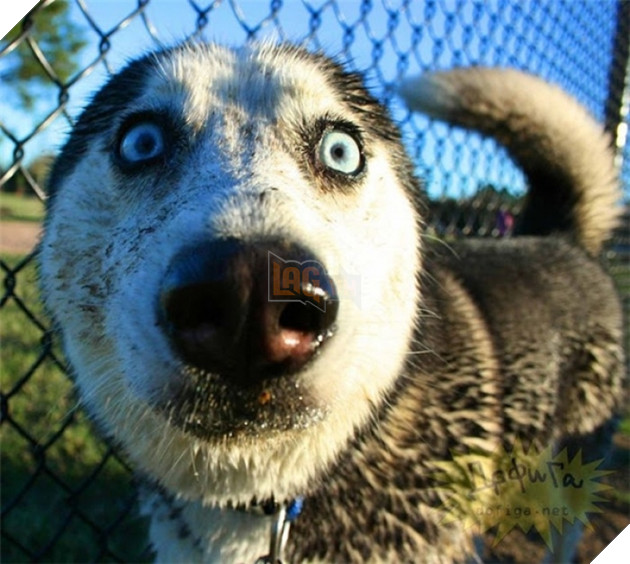  Cười rụng rốn trước 50 sắc thái biểu cảm chẳng giống ai của trùm ngáo Husky 13