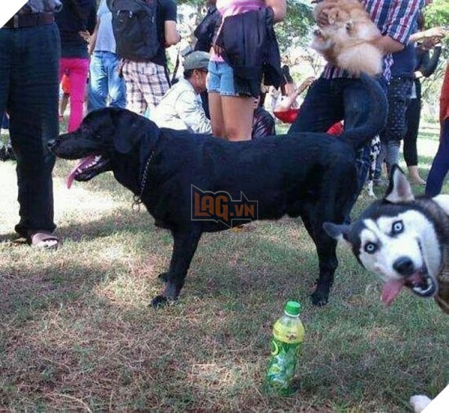  Cười rụng rốn trước 50 sắc thái biểu cảm chẳng giống ai của trùm ngáo Husky 14